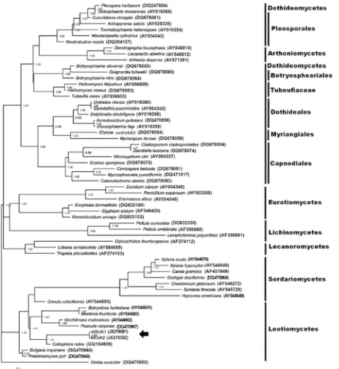 Fig. 4. Phylogenetic tree obtained from Bayesian analysis inferred from LSU sequences showing phylogenetic relationship among fungal species selected from Ascomycota and Gelatinomyces siamensis isolates ������������������������������������������������������������