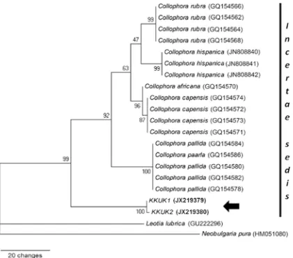 Fig. 5. Phylogenetic tree from maximum parsimony analysis based on ITS sequences showing the position of KKUK1&2 (arrow) which clusters very close to Gelatinomyces siamensis isolates Collophora spp