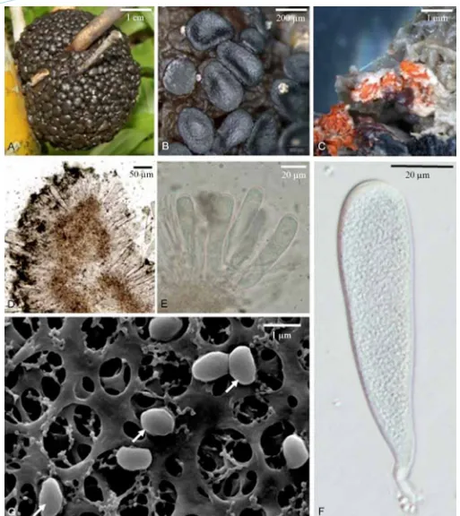 Fig. 6. Sexual morph of ascus. accumulated inside ascostroma. Gelatinomyces siamensis (A–C, F, G holotype; D, E isotype)