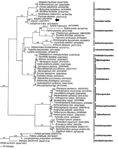 Fig. 1. Phylogenetic tree from maximum parsimony analysis based on SSU sequences showing the position of Gelatinomyces siamensis isolates KKUK1&2 (arrow), which is grouped closely in Leotiomycetes