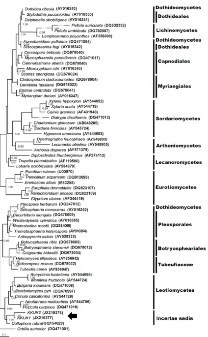 Fig. 2. Phylogenetic tree obtained from Bayesian analysis inferred from SSU sequences showing phylogenetic relationship among fungal species selected from Ascomycota and Gelatinomyces siamensis isolates �����������������������������������������������������