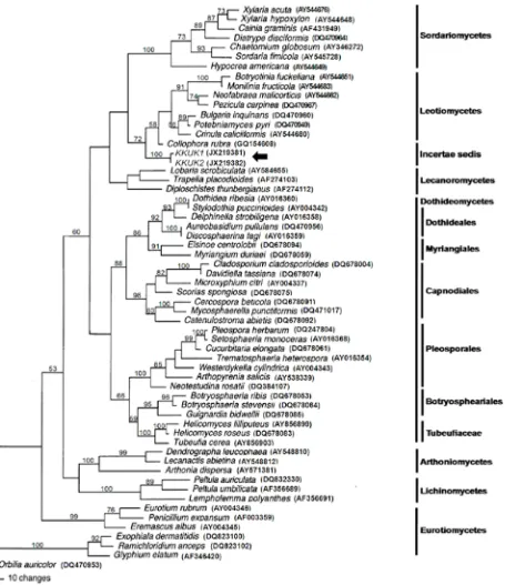 Fig. 3. Phylogenetic tree from maximum parsimony analysis based on LSU sequences showing the position of KKUK1&2 (arrow), which clusters very close to Gelatinomyces siamensis isolates Leotiomycetes