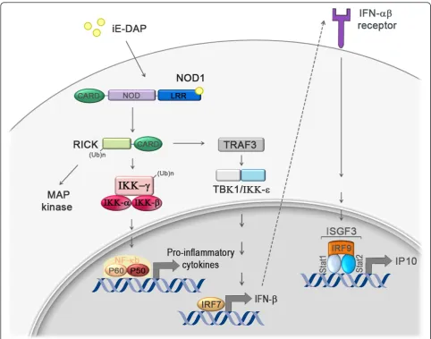 Figure 2 Schematic of NOD1 signaling pathways. NOD1 activation by its specific ligand iE-DAP activates at least two distinct signalingpathways