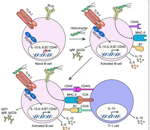Figure 3 TLR-2-activated B-cells suppresscellsgastric mucosa) and/or in the draining mesenteric lymph nodes.which leads to the expression and surface exposure of CD80, CD86 (together referred to as B7 molecules), the increased expression of CD40,and the se