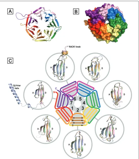 Figure 2 Structural detail for RACK1 proteins. (A) Crystal structure of RACK1A from A