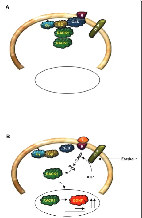 Figure 3 Model for PKCbII and RACK1 interaction. (A). In restingstate, there is no interaction between RACK1 and inactive PKCbII.(B)