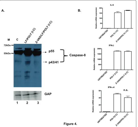 Figure 4Figure 4.  Caspase-8 proteolytic activity is not required for cytoplasmic dsRNA-induced signaling