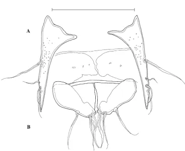 Fig. 8 Apodopsyllus gabesensis