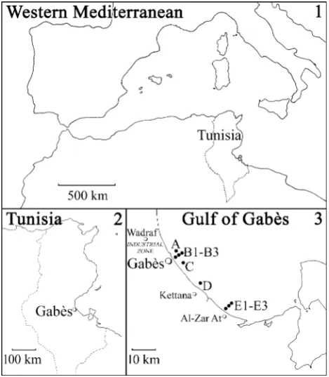 Fig. 1 Map showing the sampling station (A) in the gulf of Gabe`s (3)in south-eastern Tunisia (2)