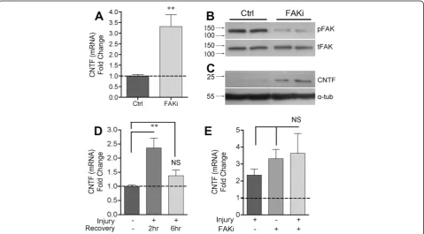 Figure 2 FAK inhibition induces CNTF expressionchange compared to controls and are shown as average +/ in vitro