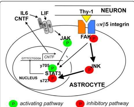 Figure 7 Schematic representation of the proposed pathwaysthat regulate astroglial CNTF