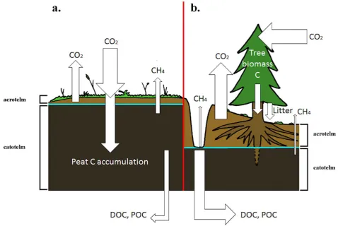 Figure 3. A lowered water table (blue line) gives rise to different rates of carbon loss and accumulation in peatland systems (a) before drainage and (b) after drainage and afforestation, which also cause subsidence