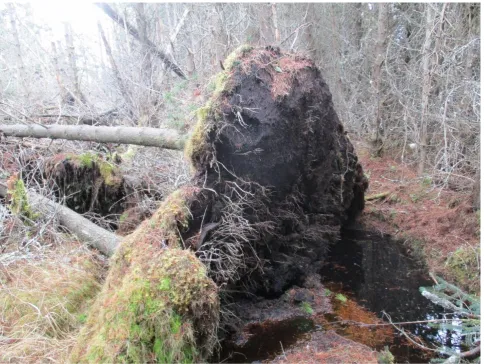 Figure 4. A wind-thrown lodgepole pine with exposed root plate at Bad a’Cheo, Rumster Forest, Caithness