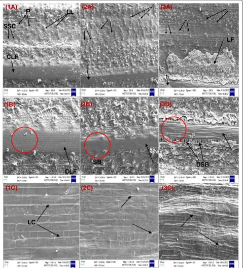 Figure 5 SEM images of untreated rice straw (UTRS) and AFEX pretreated rice straw for 5 cm particles: 1A, B, C – Untreated rice straw;2A, B, C – AFEX C1 pretreated rice straw (AC1RS); 3A, B, C - AFEX C2 pretreated rice straw (AC2RS)