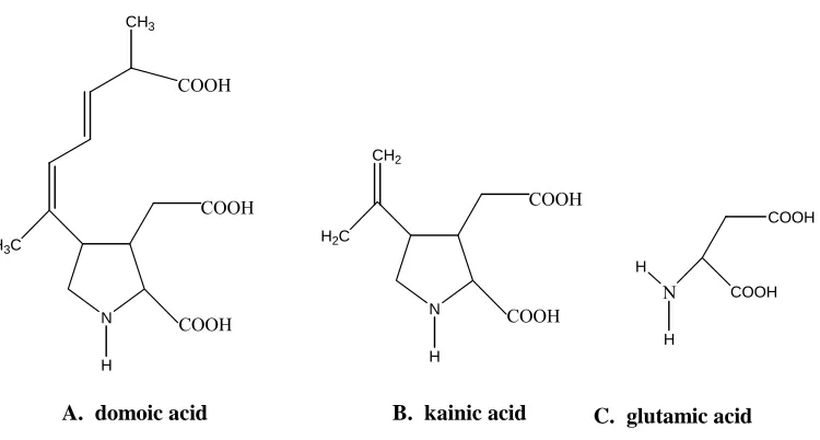 Figure 3.  Domoic acid and kainic acid are structurally analogous to the excitatory neurotransmitter glutamic acid