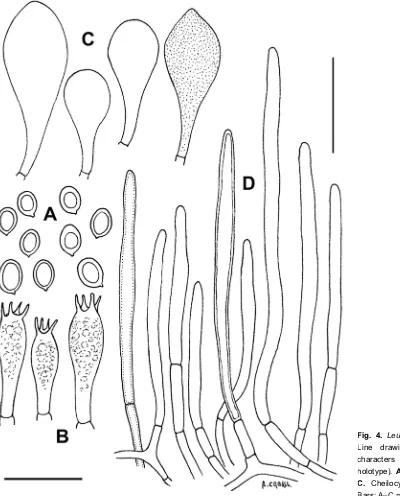 Fig. 4. Leucoagaricus variicolor. Line drawings of microscopic characters (from AH 40328, holotype)