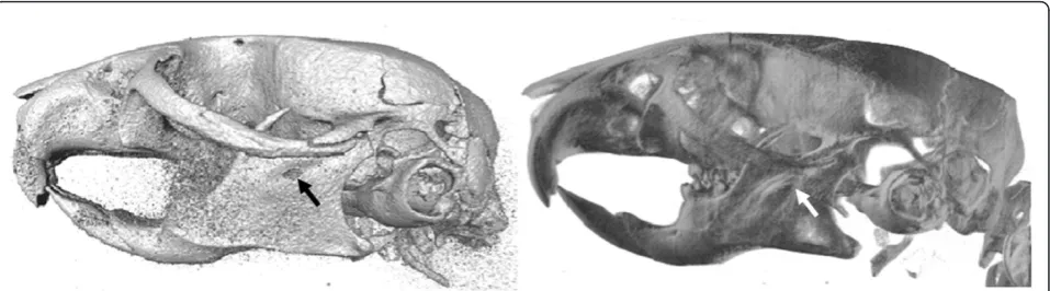 Figure 1 Differences of surface rendering and volume rendering. Two different representations of the same skull rendered with twomethods