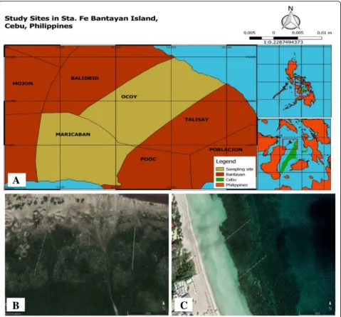 Fig. 1 Map of the two study sites in Bantayan, Cebu (a) which shows the two transect lines with their corresponding points for each quadratestablished in areas with mangrove (b) and without mangrove (c)