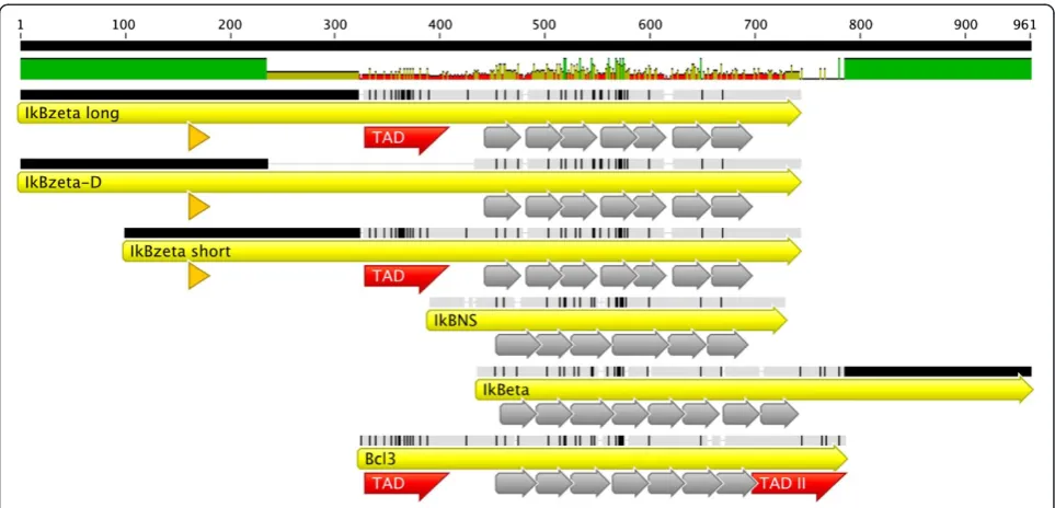 Figure 1 Alignment of atypical IκB proteins. Alignment of murine atypical IκB proteins IκBζ long, IκBζD, IκBζ short, IκBNS, IκBη and BCL-3 isshown