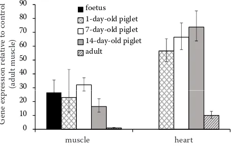 Figure 1. Relative quantification by RT-qPCR of ACTC1 mRNA expression in hind limb muscle of porcine foetus, in m