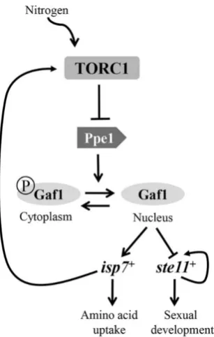 Figure 3: TORC1 negative regulation of Gaf1 localisation. TORC1 inhibits the dephosphorylation of Gaf1 causing it to remain in the cytoplasm