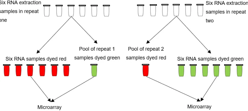 Figure 4: Diagram to show process of pool and dye swap strategy for RNA samples used in microarray analysis experiment