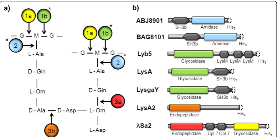 Figure 2 SDS-PAGE and exolytic activity analyses of Immobilized Metal Affinity Chromatography purified recombinant lysins