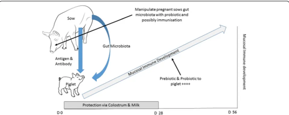 Fig. 1 Mucosal Immune development in the young piglet. Piglet’s are born with an immature mucosal immune system which develops over thefirst few weeks of life following a programmed sequence