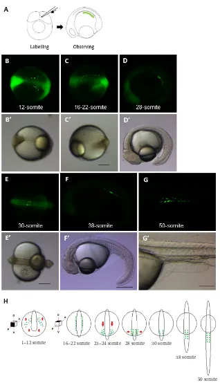 Figure 1. Migration pathway of primordial gem cells (PGCs) in pikeperch embryos at 15°C(A) schematized experimental design of PGCs observation, PGCs were labelled with green fluorescent protein (GFP)-nos3 3’UTR mRNA; (B–B’) PGCs migrated from posterior to 