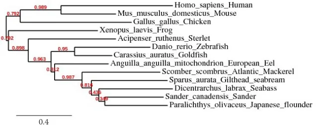 Figure 4. Phylogenetic relationships of the Sander species to other eukaryotesPhylogenetic tree with branch length is proportional to the number of substitutions per site