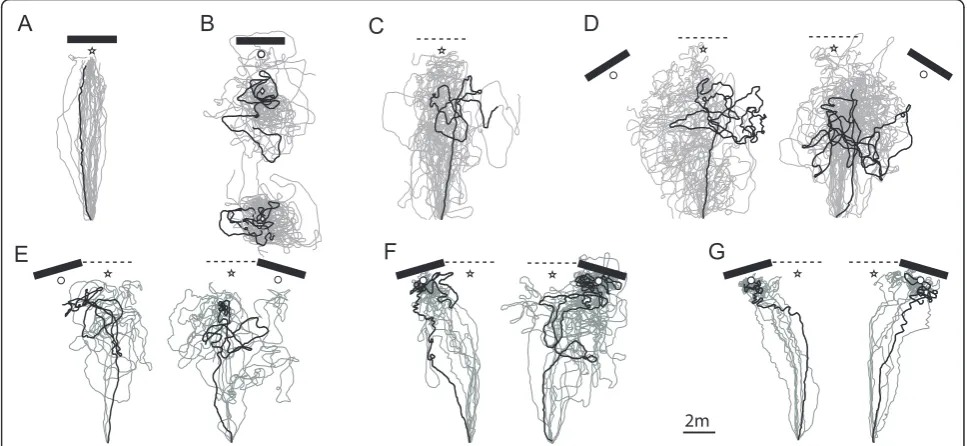 Figure 4 Test paths of individual ants. Ant were captured at the nest and released at the feeder (10 m away from the nest), with (A) thelandmark in the same position as during training; (B) the landmark placed in a distant area (ant released either 2 m or 