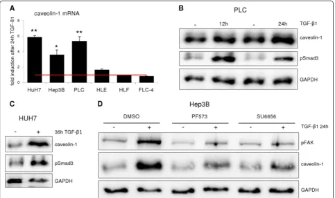 Figure 8 TGF-expression upon TGF-(after 24 h of TGF-β induces caveolin-1 expression in a subset of HCC cell lines