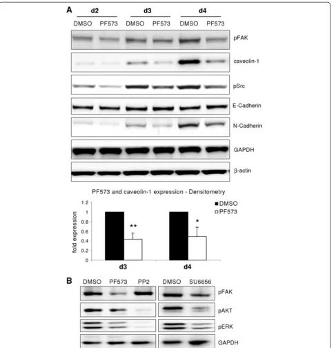 Figure 2 FAK activation influences caveolin-1 induction.of Src kinases results in attenuated AKT and ERK phosphorylation