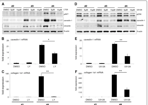 Figure 4 The AKT and ERK pathways are required for caveolin-1 induction.culminated in strongly reduced caveolin-1 induction on protein and (0.001) for mRNA expression studies, U0126 was used at a conc