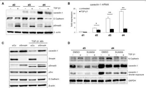 Figure 6 Effects of TGF-βinduced compared to corresponding controls (pβ1 on caveolin-1 induction