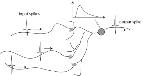 Fig. 1. Model of a biological neuron. Input spikes are traveling down dendrites towards the soma