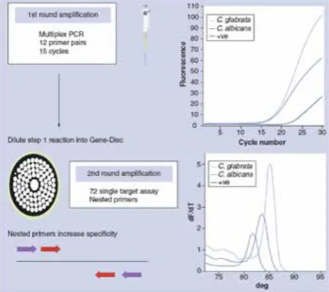 Fig. 3.� ���������� ��������������� ��� ���� ���������� �����������������������������������������������������������������������������������sample containing ���������Candida albicans and C