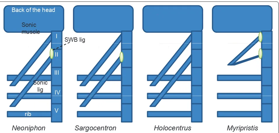 Figure 12 Schematic dorsal view of the left part of the sound producing apparatus in different Holocentridae species.