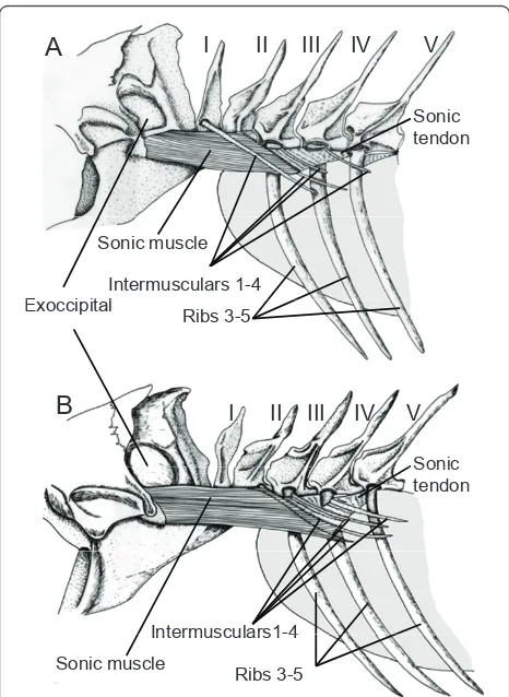 Figure 9 Left lateral view of the sound producing apparatus inSargocentron diadema (A) and in Neoniphon sammara (B).Latine numbers refer to the vertebra positions.