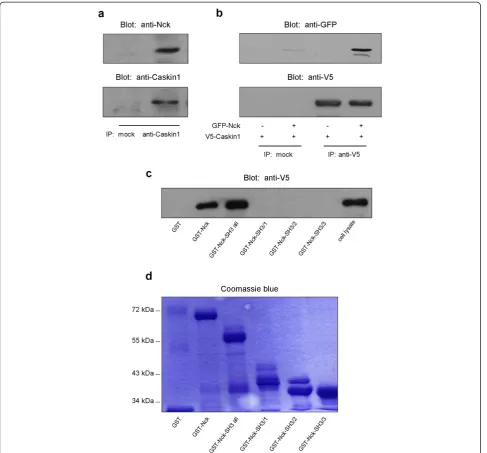 Figure 1 Nck interacts with Caskin1 through its SH3 domains. (a) Endogenous Caskin1 was immunoprecipitated (IP) from rat brain lysatewith a monoclonal anti-Caskin1 antibody