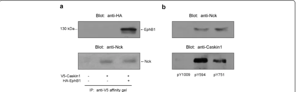 Figure 2 Expression of EphB1 in COS7 cells results in autoactivation and interaction with Nck