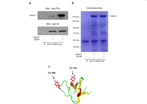Figure 4 EphB1 phosphorylates Caskin1 on tyrosine 296 and 336 (1). (a) V5-Caskin1 and HA-EphB1 were transiently coexpressed in COS7cells