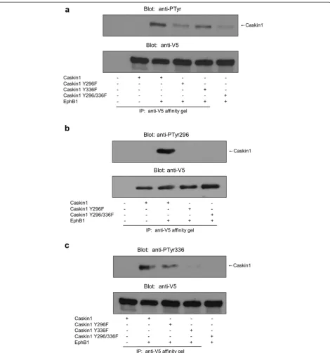 Figure 5 EphB1 phosphorylates Caskin1 on tyrosine 296 and 336 (2). (a) Ha-EphB1 and different constructs of V5-Caskin1 were coexpressedin COS7 cells