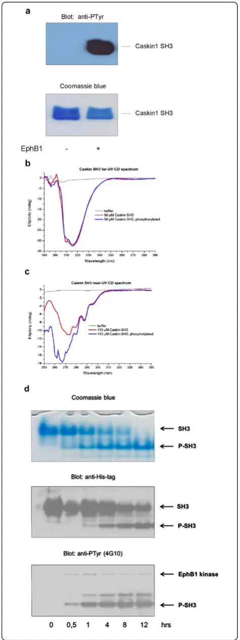 Figure 6 Tyrosine phosphorylation leads to structural changesand phosphorylated in vitro by EphB1 as described in the Methods.The upper panel demonstrates the time course of phosphorylationof the SH3 domain stained with Coomassie-blue