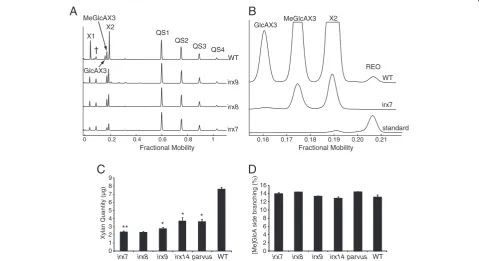 Figure 5 Analysis of xylan structure and quantity by DASH.and Stem cell wall xylan of Wild type (WT) and mutant Arabidopsis irx7, irx8, irx9, irx14 parvus was hydrolysed with xylanase CjXyn10A, and the resulting oligosaccharides mixed with quantitation sta