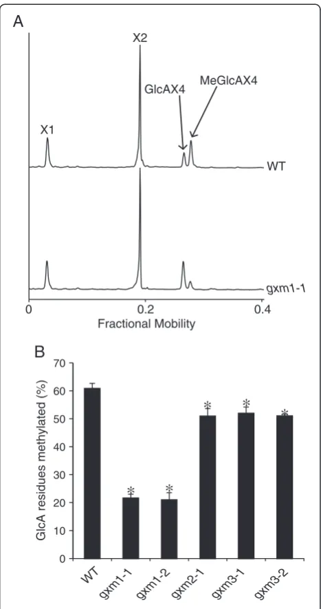 Figure 6 Identification of xylan glucuronoxylan O-gxm1unmethylated GlcAXmethyltransferases (GXM) by DASH