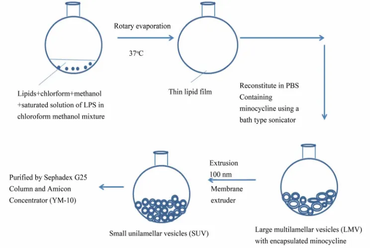Figure 1. Schematic representation of the steps involved in the LPS modified minocycline liposomes.