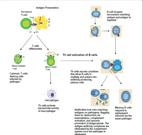 Figure 2 Adaptive immunity: T-cell and B-cell activation and function. APC: antigen-presenting cell; TCR: T-cell receptor; MHC: majorhistocompatibility complex Figure adapted from images available at: http://en.wikipedia.org/wiki/Image:B_cell_activation.png and http://commons.wikimedia.org/wiki/Image:Antigen_presentation.svg