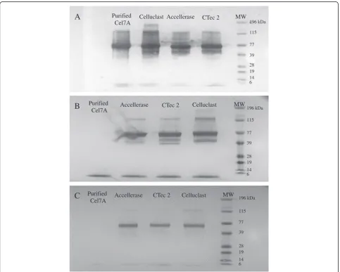 Figure 1 Reactivity and specificity of MAbs against Cel7A (A), Cel6A (B), and Cel7B (C) as determined using Western Blots.