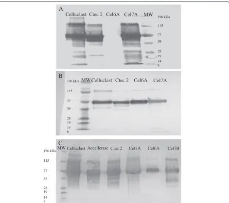 Figure 2 Reactivity and specificity of PAb against Cel7a (A), Cel6A (B), and Cel7B (C) as determined using Western Blots.